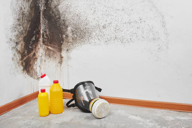 Best Mold Testing and Inspection Services in Shell Lake, WI