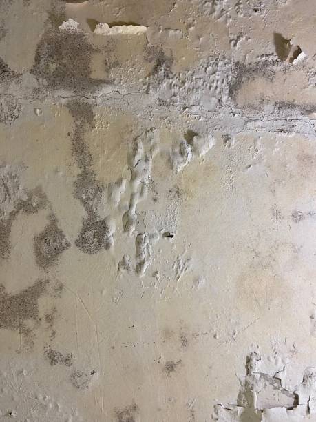 Best Post-Flood Mold Remediation in Shell Lake, WI