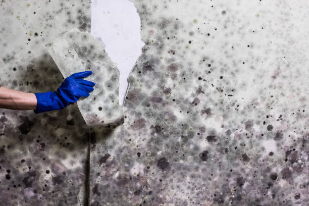 Best Kitchen Mold Remediation in Shell Lake, WI