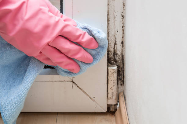 Best White Mold Remediation in Shell Lake, WI